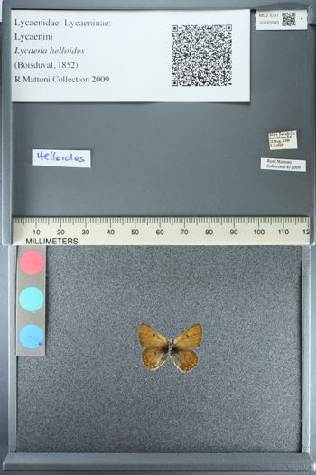 Media type: image;   Entomology 183540